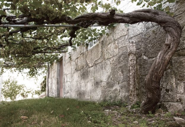 cepas-centenarias_anadigna